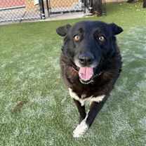 Thumbnail photo of Checkers #1