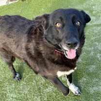 Thumbnail photo of Checkers #2