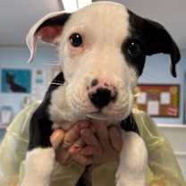 Thumbnail photo of Wishbone #2