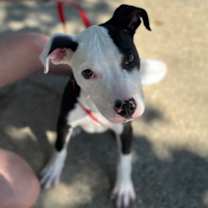 Thumbnail photo of Wishbone #3