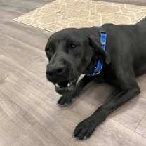 Thumbnail photo of Remington #2