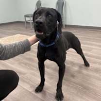 Thumbnail photo of Remington #3