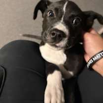 Thumbnail photo of Pixie #3