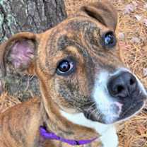 Thumbnail photo of Starstruck #1