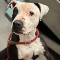 Thumbnail photo of Thanos #1