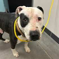 Thumbnail photo of Thanos #3