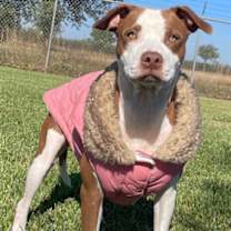 Thumbnail photo of Apple Cider #2