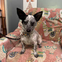 Thumbnail photo of Hyzer #1