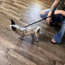 Thumbnail photo of Hyzer #4