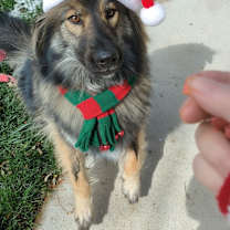 Thumbnail photo of Smokie #1