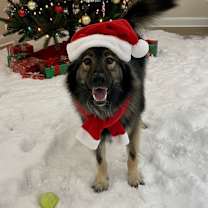 Thumbnail photo of Smokie #2