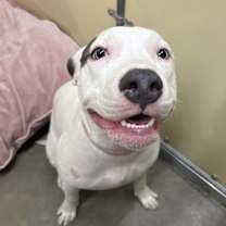 Thumbnail photo of Athena #1