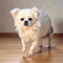 Thumbnail photo of Blitz #4