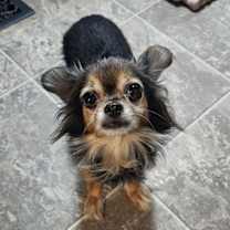 Thumbnail photo of Nyla- Sweet and Sassy senior #1