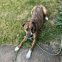 Thumbnail photo of Ruger #1