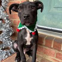 Thumbnail photo of BUDDY #2