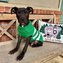 Thumbnail photo of BUDDY #3