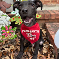 Thumbnail photo of BUDDY #1