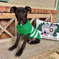 Thumbnail photo of BUDDY #3