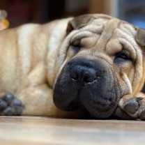 Thumbnail photo of Mochi #3