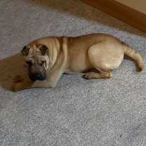 Thumbnail photo of Mochi #4