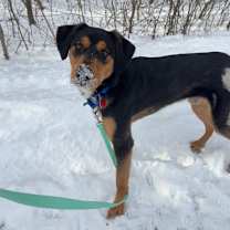 Thumbnail photo of Douglas #1