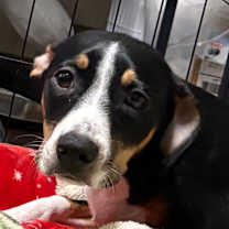 Thumbnail photo of Hope #4