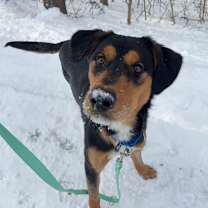 Thumbnail photo of Douglas #3