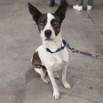 Thumbnail photo of Dante JuM #1