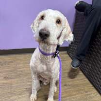 Thumbnail photo of Aspen #2