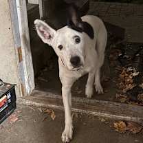 Thumbnail photo of Zeus #2