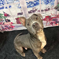 Thumbnail photo of Haggis 6642 #1