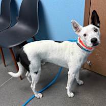 Thumbnail photo of Zeus #3