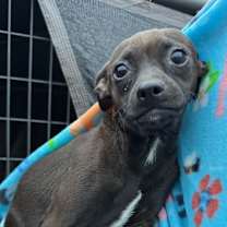 Thumbnail photo of Seal Boy #2