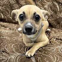 Thumbnail photo of Shorty #1