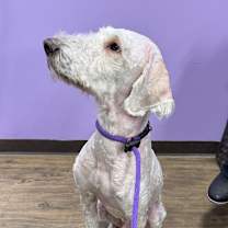 Thumbnail photo of Aspen #4