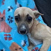 Thumbnail photo of Shorty #2