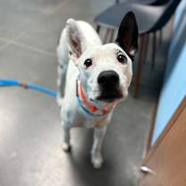 Thumbnail photo of Zeus #4