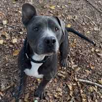 Thumbnail photo of Haggis 6642 #4