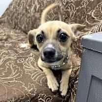 Thumbnail photo of Shorty #3