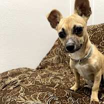 Thumbnail photo of Shorty #4