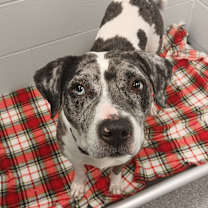 Thumbnail photo of Plum #2