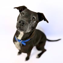 Thumbnail photo of Yzma #4