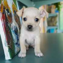 Thumbnail photo of Samba #1