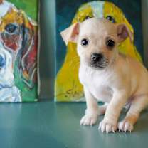 Thumbnail photo of Samba #2