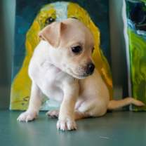 Thumbnail photo of Samba #3