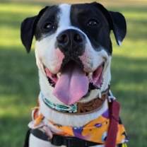 Thumbnail photo of Panda #1