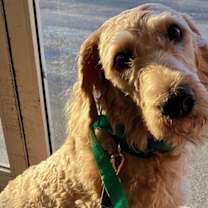 Thumbnail photo of Scout #1