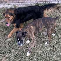 Thumbnail photo of Ryker #4