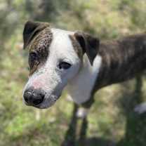 Thumbnail photo of Chance #3